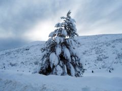 Tapeta Nature trees with snow 019.jpg
